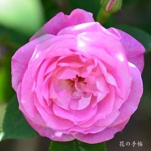 バラ　ピエールドサンシール（Pierre de St.-Cyr）｜花の手帖のバラ図鑑