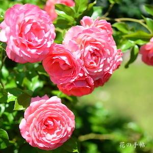 バラ　ピンクアバンダンス｜花の手帖のバラ図鑑