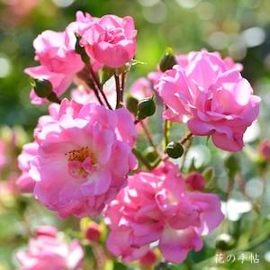 バラ　ピンクシャンパーン（Pink Champagne）｜花の手帖のバラ図鑑