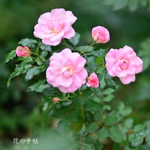 バラ　ピンクシャンパーン（Pink Champagne）｜花の手帖のバラ図鑑