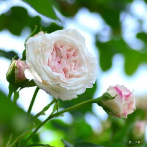 バラ　｜花の手帖のバラ図鑑