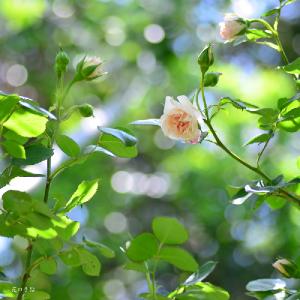 バラ　｜花の手帖のバラ図鑑