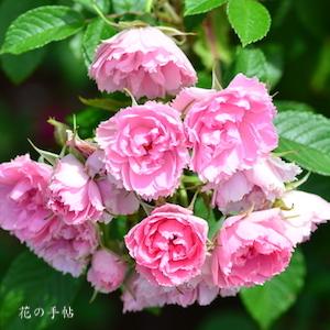 バラ　ピンク グローテンドルスト｜花の手帖のバラ図鑑