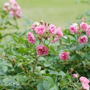バラ　ピンク グローテンドルスト｜花の手帖のバラ図鑑