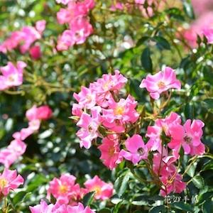 バラ　ピンクヘイズ｜花の手帖のバラ図鑑