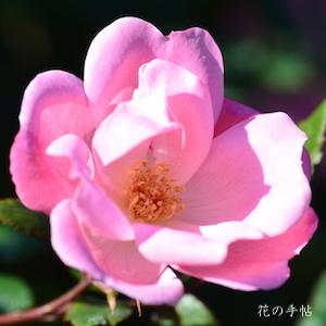 バラ　ピンク ノックアウト（Pink Knock Out）｜花の手帖のバラ図鑑