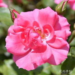 バラ　ピンク ラ セビリアーナ｜花の手帖のバラ図鑑