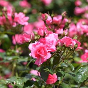 バラ　ピンク ラ セビリアーナ｜花の手帖のバラ図鑑