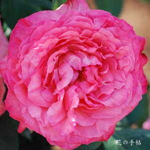 バラ　ピンク パンサー（Pink Panther）｜花の手帖のバラ図鑑