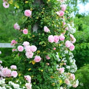 バラ　ピンクパウダーパフ｜花の手帖のバラ図鑑