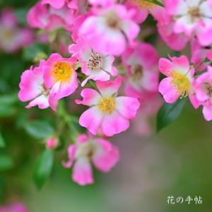 バラ　ピンクスプレー｜花の手帖のバラ図鑑