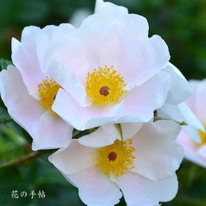 バラ　ピンクサプライズ｜花の手帖のバラ図鑑