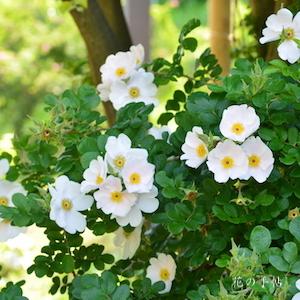 バラ　ピンクサプライズ｜花の手帖のバラ図鑑