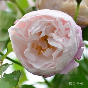 バラ　プリュム｜花の手帖のバラ図鑑