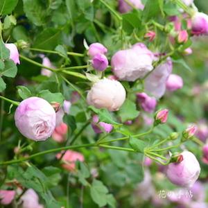バラ　プリュム｜花の手帖のバラ図鑑
