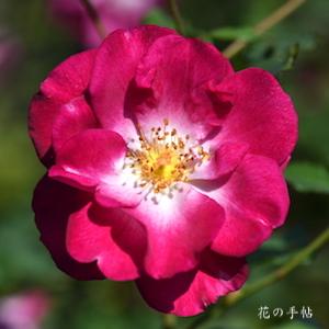 バラ　プラム フロスト｜花の手帖のバラ図鑑