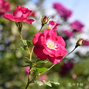 バラ　プラム フロスト｜花の手帖のバラ図鑑