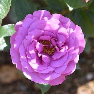 バラ　プラム パーフェクト｜花の手帖のバラ図鑑