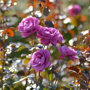 バラ　プラム パーフェクト｜花の手帖のバラ図鑑