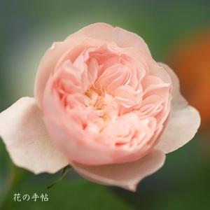 バラ　ポシェット（Pochette）｜花の手帖のバラ図鑑