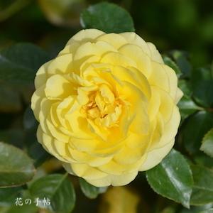 バラ　ポラリスアルファ｜花の手帖のバラ図鑑