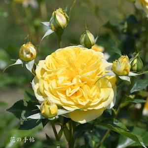 バラ　ポラリスアルファ｜花の手帖のバラ図鑑