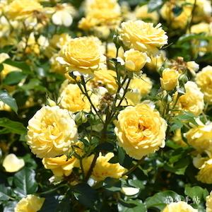 バラ　ポラリスアルファ｜花の手帖のバラ図鑑