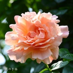 バラ　ポルカ｜花の手帖のバラ図鑑