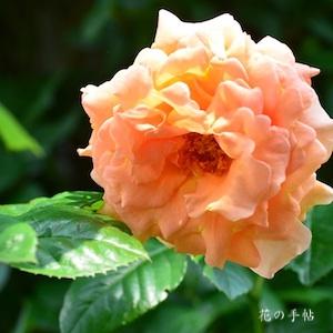 バラ　ポルカ｜花の手帖のバラ図鑑