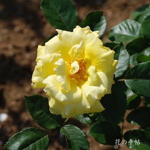 バラ　ポリゴールド（Polygold）｜花の手帖のバラ図鑑