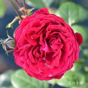 バラ　ポンデローザ｜花の手帖のバラ図鑑