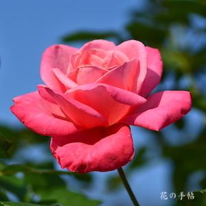 バラ　ポートレイト｜花の手帖のバラ図鑑