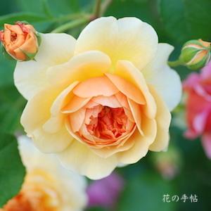 バラ　ポート サンライト（Port Sunlight）｜花の手帖のバラ図鑑