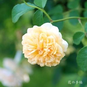 バラ　ポート サンライト（Port Sunlight）｜花の手帖のバラ図鑑