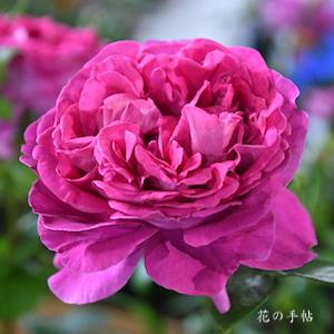 バラ　プラリーヌルージュ｜花の手帖のバラ図鑑