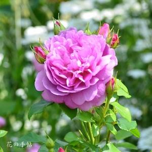 バラ　プリンセスアン｜花の手帖のバラ図鑑