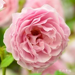 バラ　プリンセス クレア ドゥ ベルジック（Princess Claire de Belgique）｜花の手帖のバラ図鑑