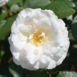 バラ　プリンセス オブ ウェールズ｜花の手帖のバラ図鑑