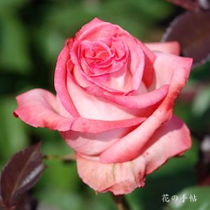 バラ　プリンセス サヤコ｜花の手帖のバラ図鑑