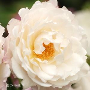 バラ　プリンセス テンコー｜花の手帖のバラ図鑑