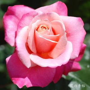 バラ　プリンセス チチブ｜花の手帖のバラ図鑑