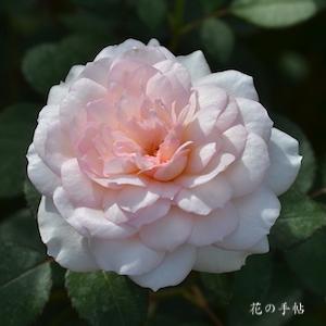 バラ　プリンセスヴェール｜花の手帖のバラ図鑑
