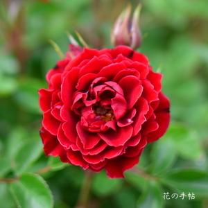 バラ　プリンスメイアンディナ（Prince Meillandina）｜花の手帖のバラ図鑑