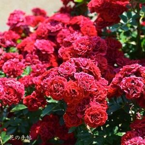 バラ　プリンスメイアンディナ（Prince Meillandina）｜花の手帖のバラ図鑑