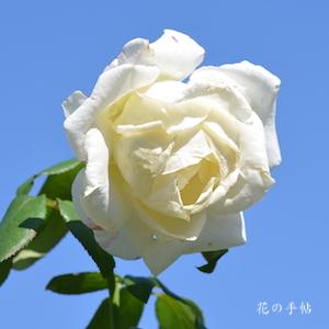 バラ　プライムミニスターナカソネ｜花の手帖のバラ図鑑