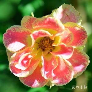 バラ　｜花の手帖のバラ図鑑