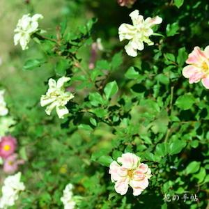 バラ　｜花の手帖のバラ図鑑