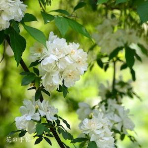 バラ　ピューレッザ｜花の手帖のバラ図鑑