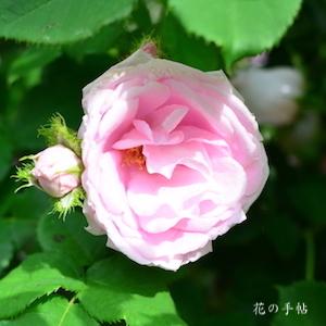 バラ　クイーンクレスト（Queen Crest）｜花の手帖のバラ図鑑