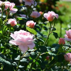 バラ クィーン オブ スウェーデン（Queen of Sweden）｜花の手帖のバラ図鑑